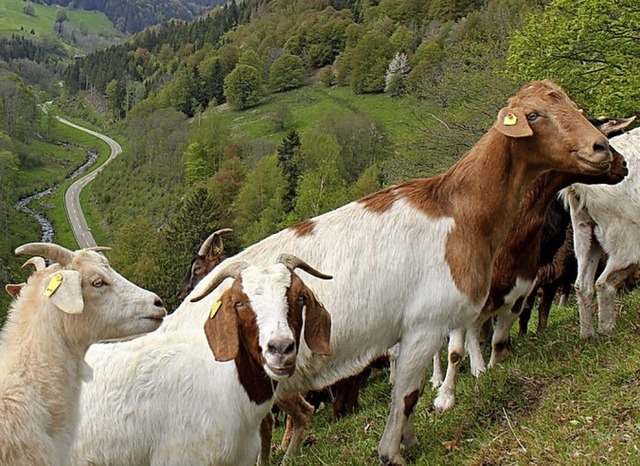 Ziegen tragen zur Offenhaltung der Landschaft im Landkreis bei.  | Foto: Landratsamt Lrrach