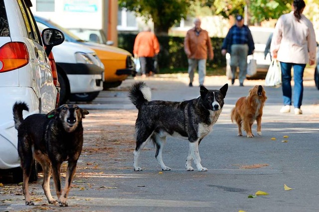 Streunende Hunde, hier in Rumnien, sind oft alles andere als harmlos.  | Foto: Jens Kalaene