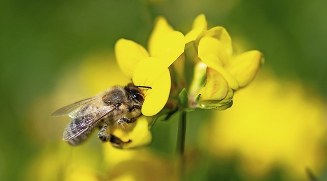 Die Bienenseuche bei Donaueschingen ist eingedmmt.  | Foto: Fabian Sommer (dpa)