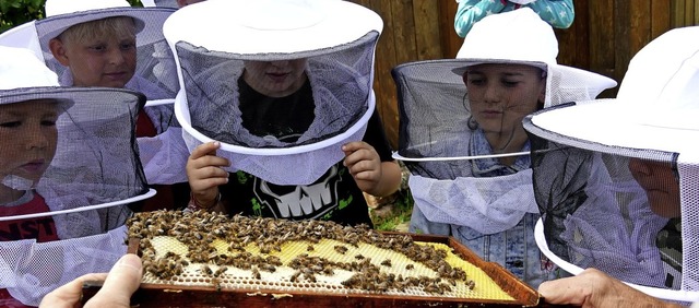 Die fleißigen Honigbienen bei ihrer Ar...nen Rahmen aus dem Bienenstock gelöst. | Foto: Eva Korinth Die fleißigen Honigbienen bei ihrer Ar...nen Rahmen aus dem Bienenstock gelöst. | Foto: Eva Korinth