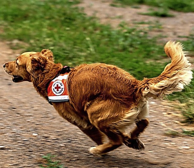 <BZ-FotoAnlauf><BZ-Keyword>Wau! </BZ-K...r, ein Rettungshund des Roten Kreuzes   | Foto: Regula Wolf