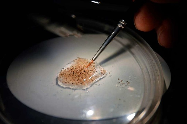 In der Petrischale wird Mikroplastik deutlich sichtbar.  | Foto: Horatio Gollin