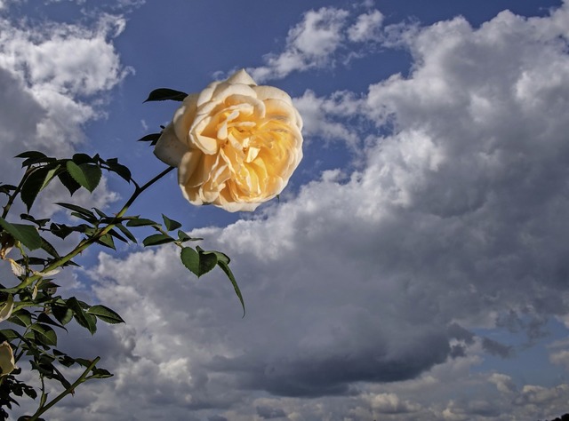 ber einer blhenden Rose ziehen dunkle Wolken auf.  | Foto: Stefan Puchner (dpa)