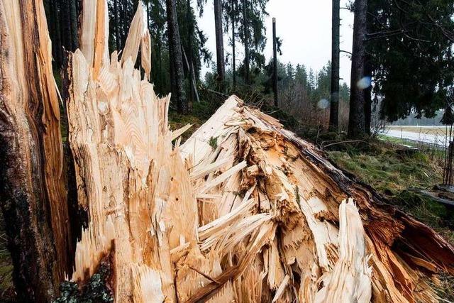 berangebot nach Klimaschden: Holz aus dem Landkreis wird nach Asien verkauft