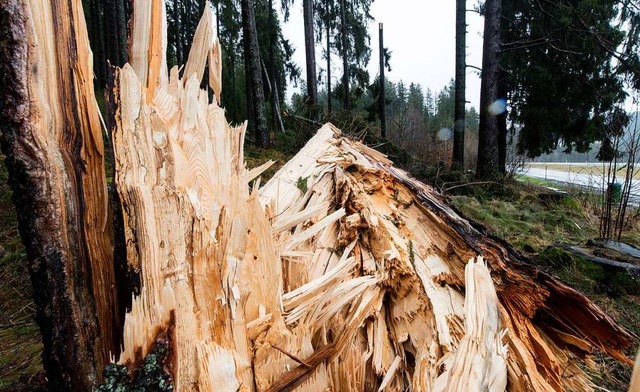 Ein umgestrzter Baum bei Breitnau nac...rm &#8222;Burglind&#8220; Anfang 2018.  | Foto: Patrick Seeger