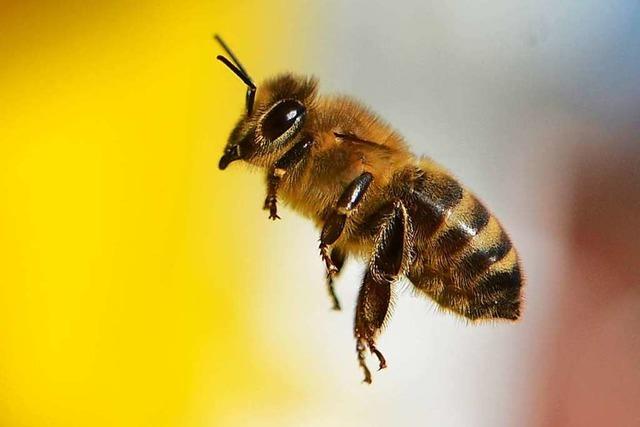 Streit um Bienen will nicht enden