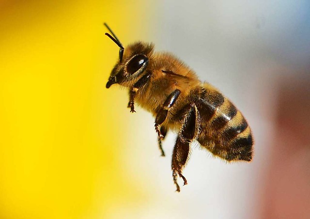 Wildbiene im Anflug  | Foto: Arne Dedert