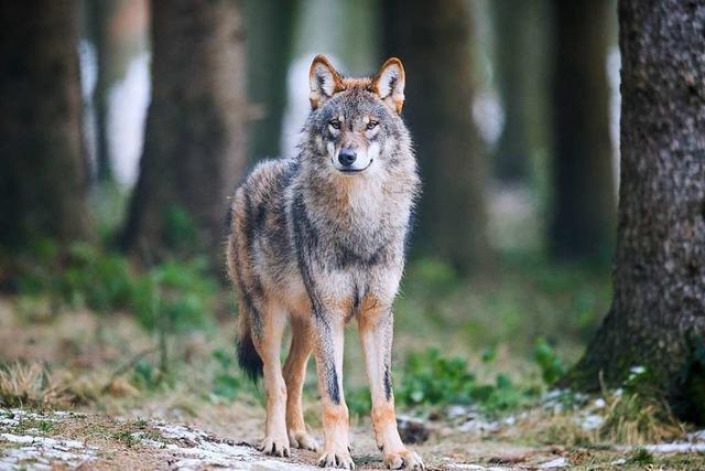 Wolfsbestände wachsen rasant