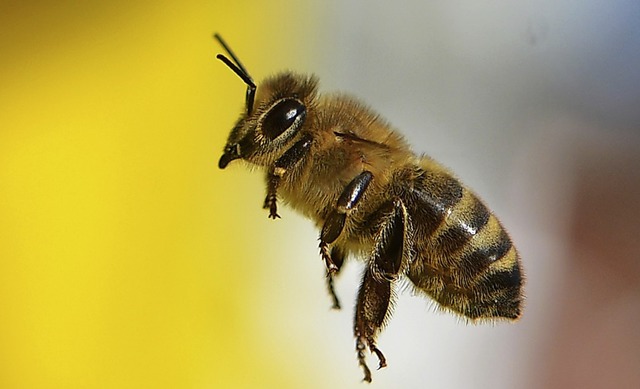 Wildbiene im Anflug   | Foto: Arne Dedert