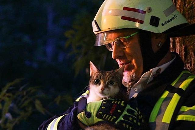Feuerwehr Neustadt holt Katze mit Drehleiter von einem Baum runter