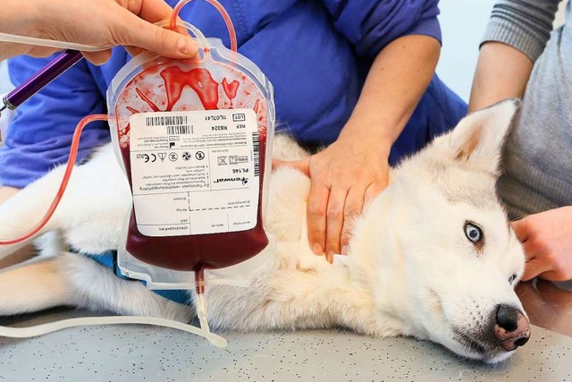 Husky Sirius bekommt in der Klinik und...e Haustiere in Berlin Blut abgenommen.  | Foto: Stephanie Pilick (dpa)
