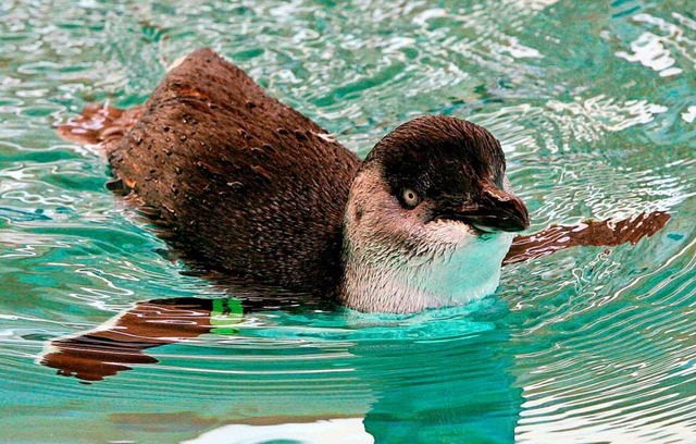 Zwerpinguine sind die kleinste Pinguinart.  | Foto: epa Pool