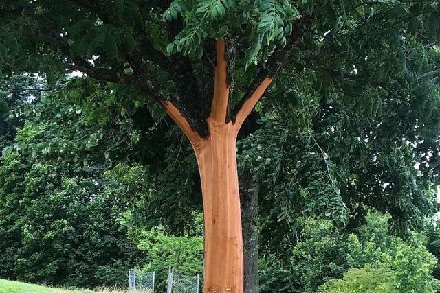 Unbekannte entrinden Baum in Britzingen