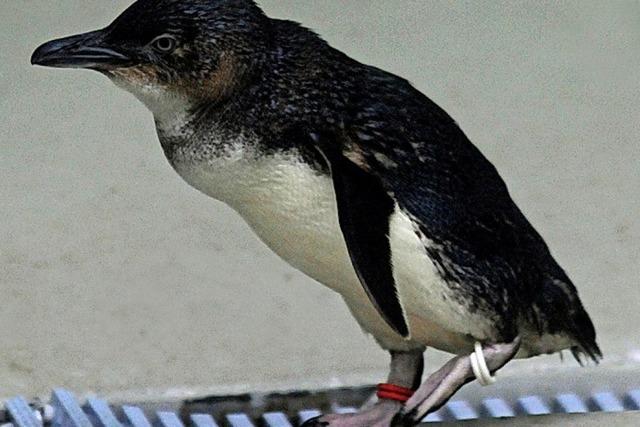 Hartnäckige Pinguine