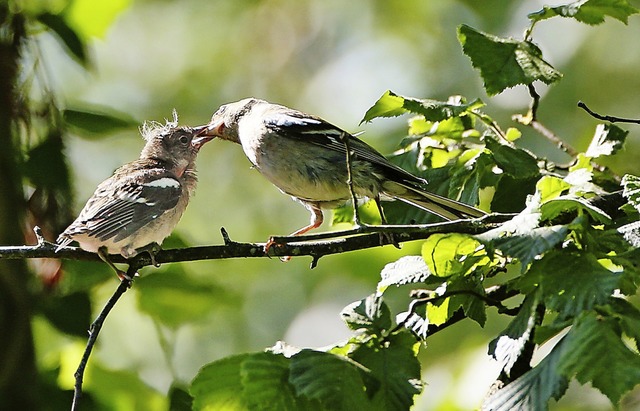   | Foto: Adolf Mller