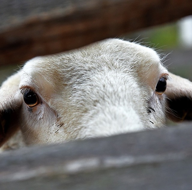 Schafe sind beliebte Opfertiere am Opferfest  | Foto: Uwe Zucchi (dpa)