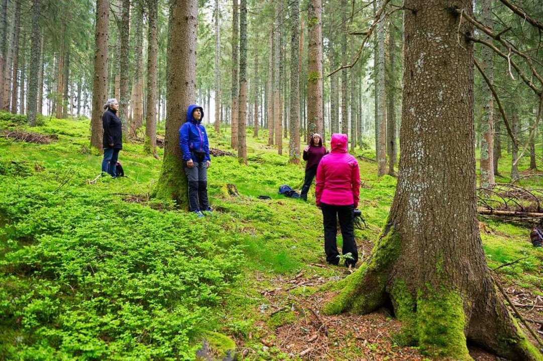 Eintauchen Ins Grün: Waldbaden Im Forst Nahe Des Schluchsees - Titisee ...