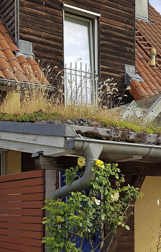 Wer sein Dach begrnt, zahlt weniger Abwassergebhren.   | Foto: Gerhard Walser