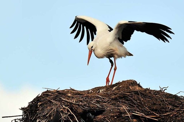 Storch im Nest (Symbolfoto)  | Foto: Carsten Rehder