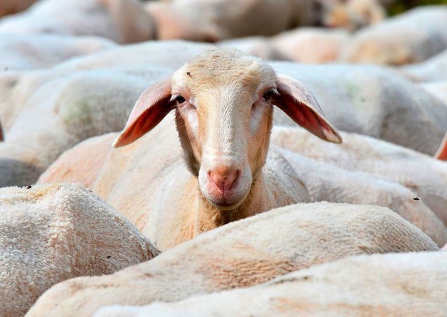 Die Schafe in Kollmarsreute hatten Dur...ier nicht gerechtfertigt (Symbolfoto).  | Foto:  Martin Schutt (dpa)