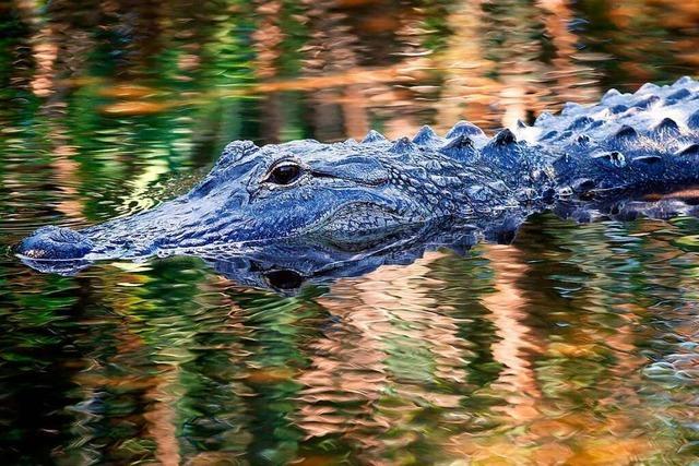 Aus Sorge um Alligatoren sollten in Tennessee keine Drogen im Klo landen