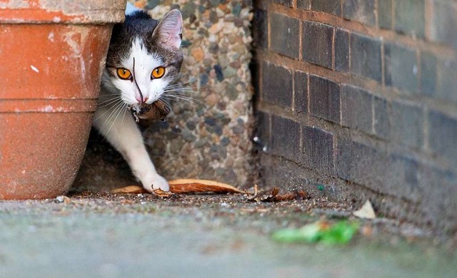 Als Musejger sind Katzen willkommen, ihr Nachwuchs nimmt aber berhand.  | Foto: Julian Stratenschulte