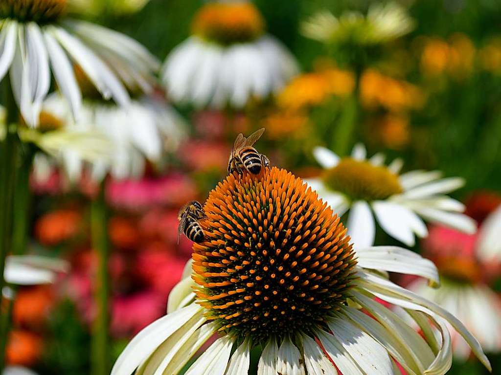 Ob grn oder bunt, Kruter oder Blume – bei der Diga ist Vielfalt fr viele Ideen angesagt.