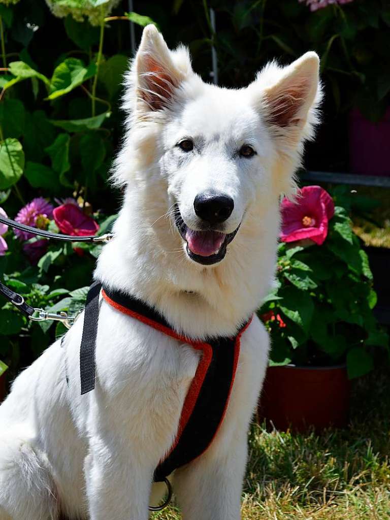 Auch der Hund htte zur Gartengestaltung gern ein Mitspracherecht.