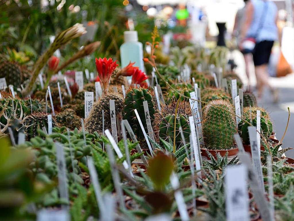 Ob grn oder bunt, Kruter oder Blume – bei der Diga ist Vielfalt fr viele Ideen angesagt.