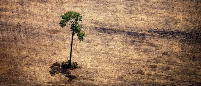 Hier steht nur noch ein Baum &#8211; w...nd abgeholzte Flche im Amazonasgebiet  | Foto: RAPHAEL ALVES