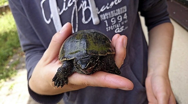 Fr Schildkrten muss eine eigene Anlage angelegt werden.    | Foto: Tierheim