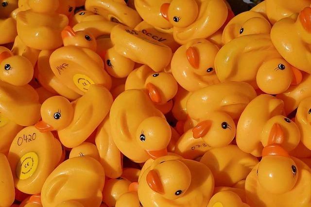 2200 Plastikenten schwimmen beim Schlossfest in Kirchzarten für einen guten Zweck