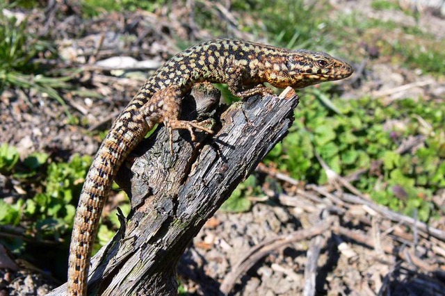 Eine Mauereidechse (Symbolbild)  | Foto: Landschaftserhaltungsverband