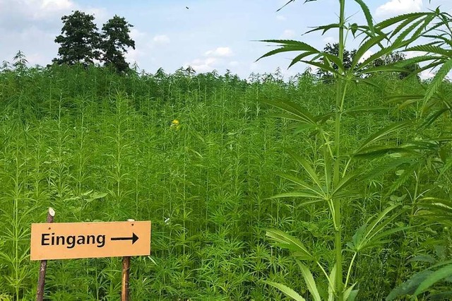 Zwischen meterhohen Cannabis-Pflanzen ...h des Opfinger Landwirts Erwin Wagner.  | Foto: Valentin Heneka