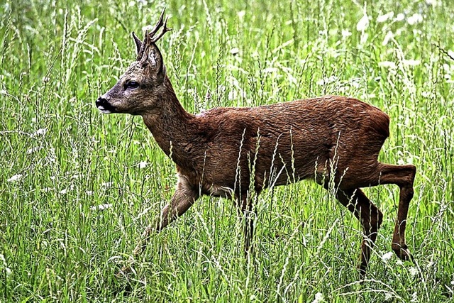 Nach dem Schuss lebte das Tier vermutl...an der Verletzung starb  (Symbolbild).  | Foto: dpa