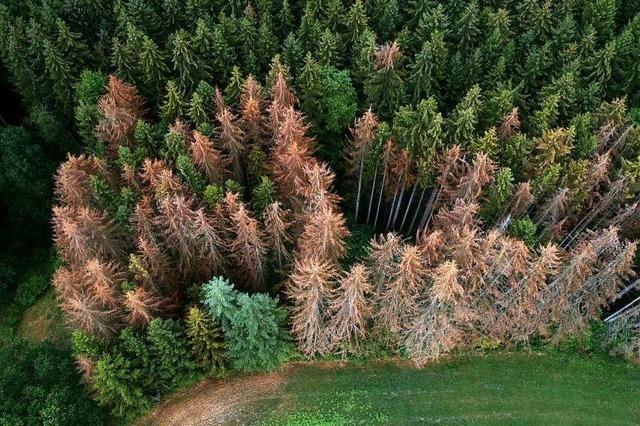 Forstminister Hauk ruft den Notstand des Waldes aus