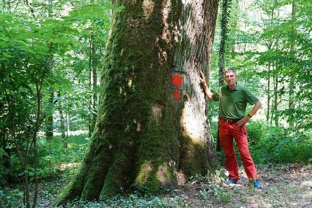 Das ist der dickste Baum im Kanton Aargau