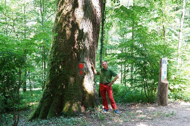 Ein mchtiger Baum: Stadtoberfrster Kurt Steck mit der Sterneiche Nummer sechs.  | Foto: Valentin Zumsteg