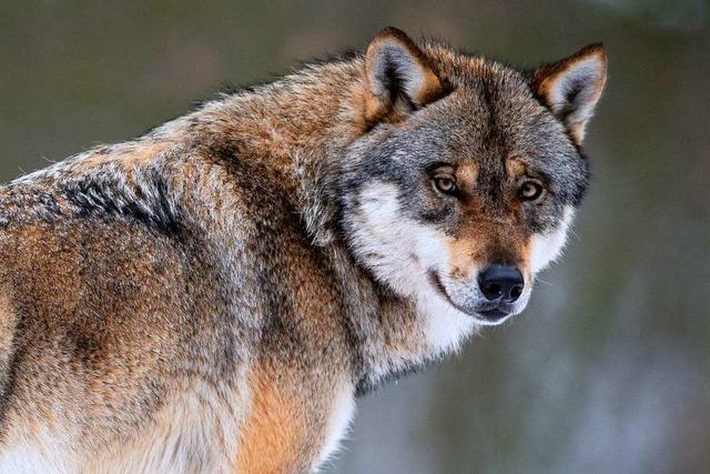 Experten stufen Foto von Wolf in Hinterzarten als sicheren Nachweis ein