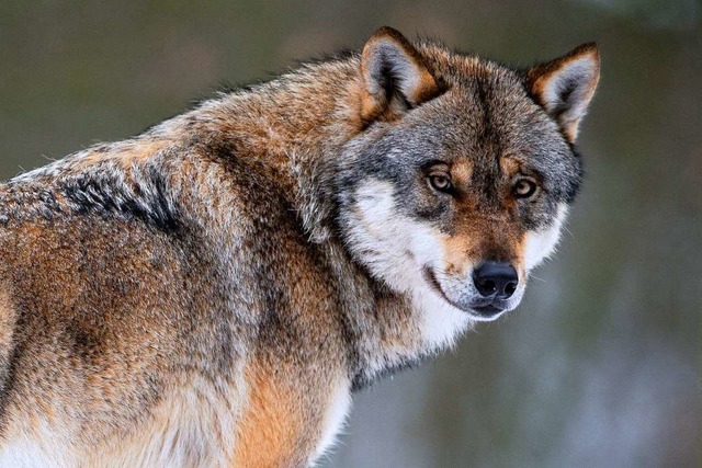 Ein Wolf, wie hier im Bild in einem Wi...t das Umweltministerium am Donnerstag.  | Foto: Swen Pfrtner (dpa)