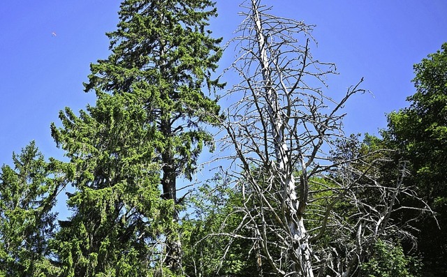 Hitze, Trockenheit und Kfer haben lau... Foto entstand  auf dem Schauinsland.   | Foto: Patrick Seeger (dpa)