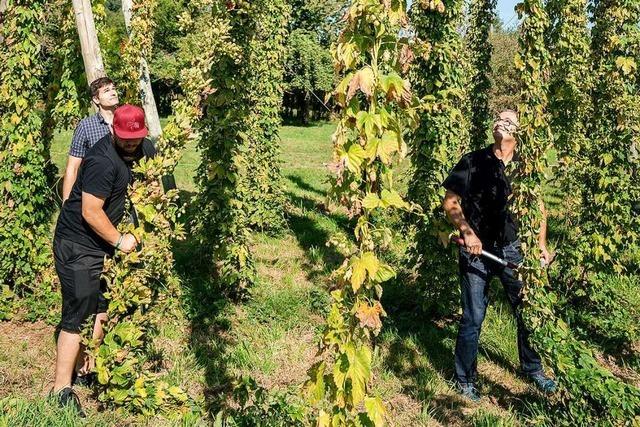 Machen Sie mit bei der Hopfenernte der Brauerei Ganter in Oberried!