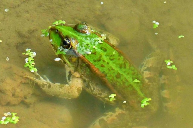 Die umgesiedelten Tiere schienen sich in ihrem neuen Teich gleich wohlzufhlen.  | Foto: Hans-Ulrich Fiedler