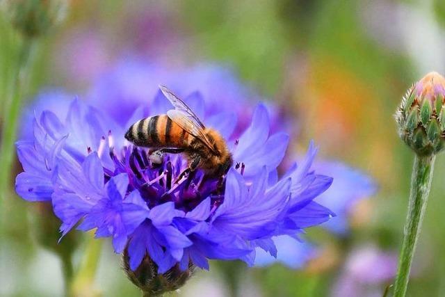 Bienenschutz: Sdwest-Initiative noch ehrgeiziger als ihr bayerisches Vorbild