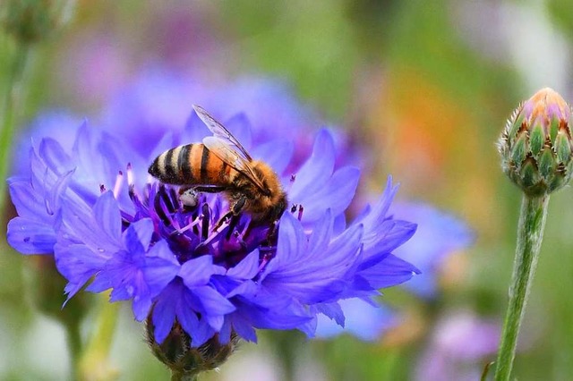 Liebt Streuobstwiesen, vertrgt keine Pestizide: die Biene.  | Foto: Barbara Ruda