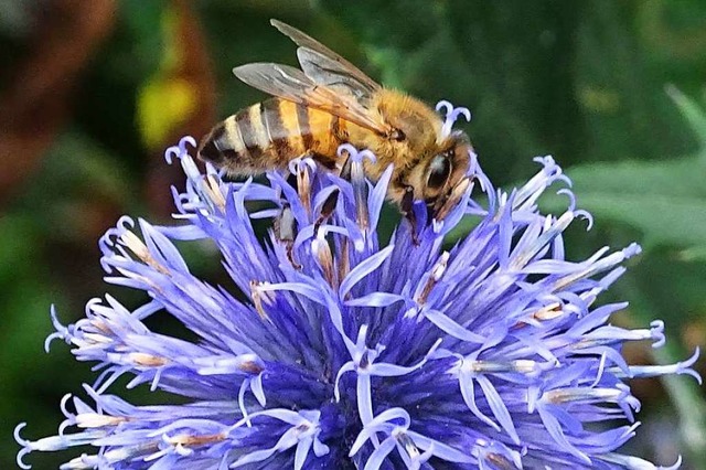 Ein Volksbegehren will Bienen  besser schtzen.  | Foto: Gerd Mutter