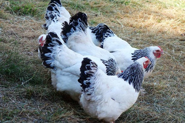 Die Sundheimer Hhner fhlen sich wohl im Kleinen Wiesental.  | Foto: Gudrun Gehr