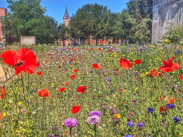 Blick ber die bunte Bltenpracht Richtung Bonifatiuskirche  | Foto: Barbara Ruda