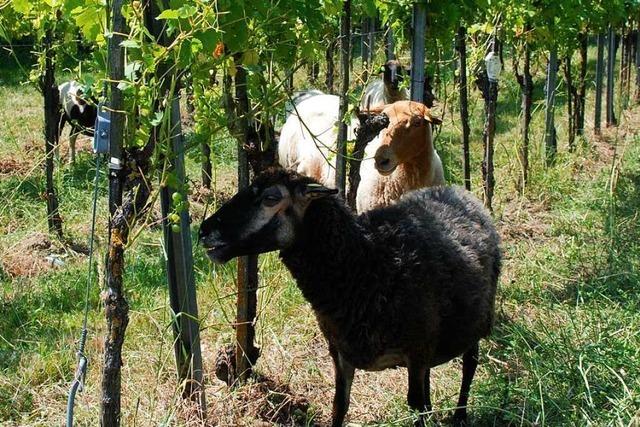 Projekt der Uni Freiburg untersucht, ob Schafe im Weinberg helfen können
