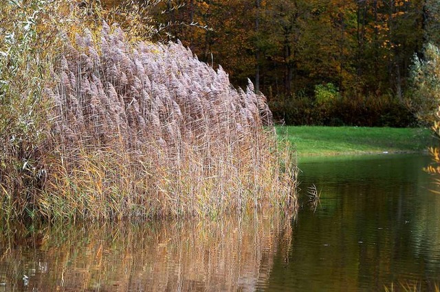 Das Idyll des Stockfeldsees bei Dunden...gegen will der Ortschaftsrat vorgehen.  | Foto: Christoph Breithaupt